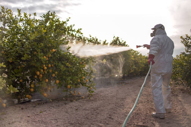 Best Wasp Removal Services  in Potosi, TX