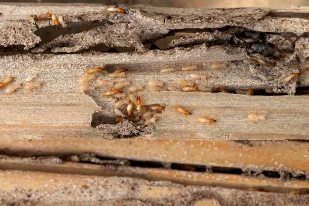 Best Pest Control for Homes  in Potosi, TX
