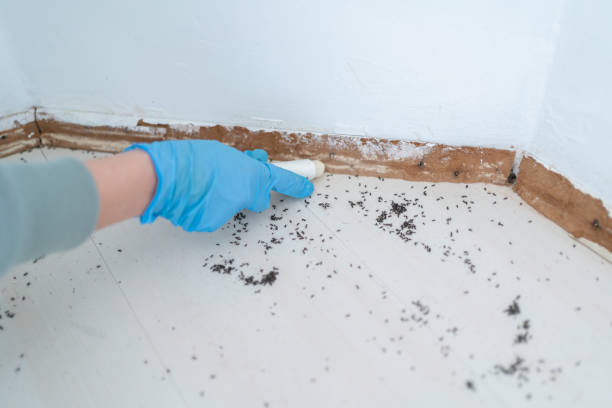 Best Residential Pest Control  in Potosi, TX